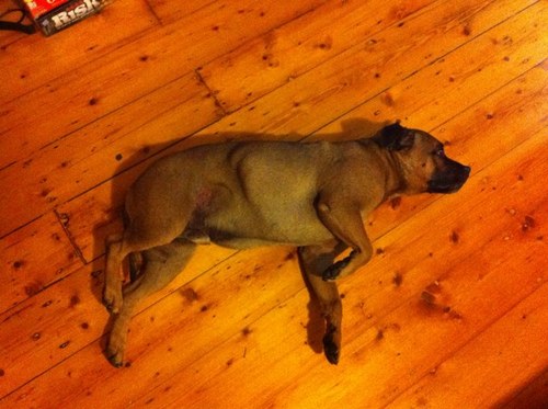 lewisgeorgeson's profile picture. 'Best Knockabout Comic' at Somerset Pantomime Awards (1996)