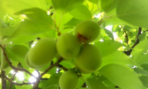 아름다운 분노는 석류보다 붉다. 보다 아름다운 세상을 꿈꾸며 촛불을 밝힙니다. /상식/사람사는 세상/정의/노무현/언론자유/평화/통일/민족/공정