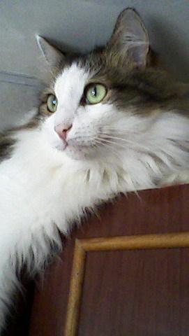 Elech41's profile picture. 