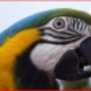 John Barlow - @parrotcare - Twitter