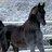 blackbeauty2224's profile image