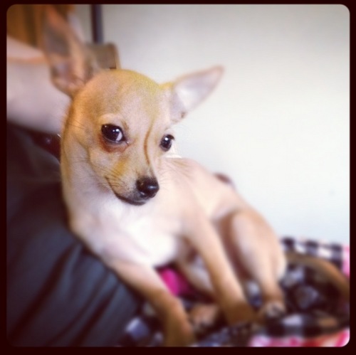 a modern-day pup. Tweeting from my iPaw.