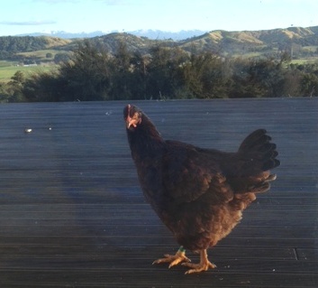 Citizen of the Wairarapa.  Loving my rivers and local food. Uneasy relationship with my chickens.