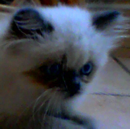 cjs_colourpoint's profile picture. The W is for Wondermist - son of Denspurr Fatboy Slim and Blackwater Morning Blue Sky