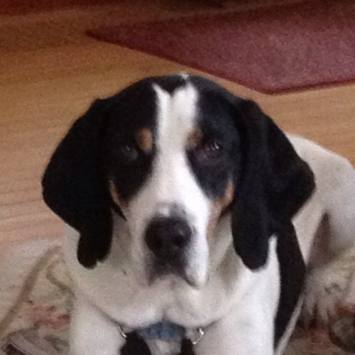 thorjerry's profile picture. 