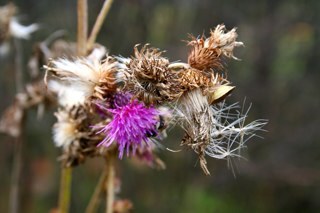 alexulas's profile picture. 