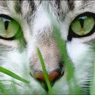 sabineprn's profile image