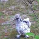 lori craven - @craven_lori - Twitter