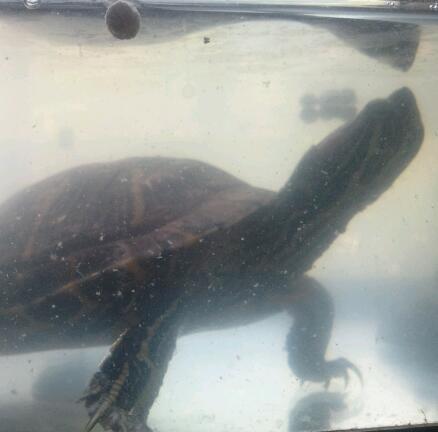 faiz_one's profile picture. seeing as how i tweet about my life, there's really no need for a bio.