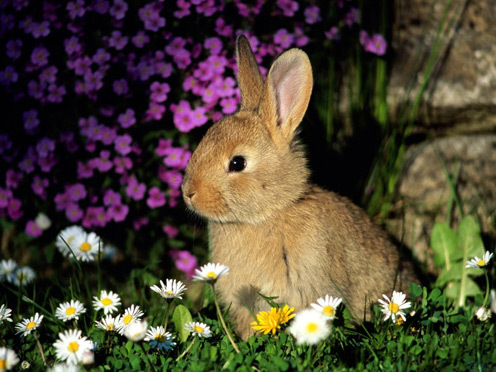 newbeebes's profile picture. crazy rabbit