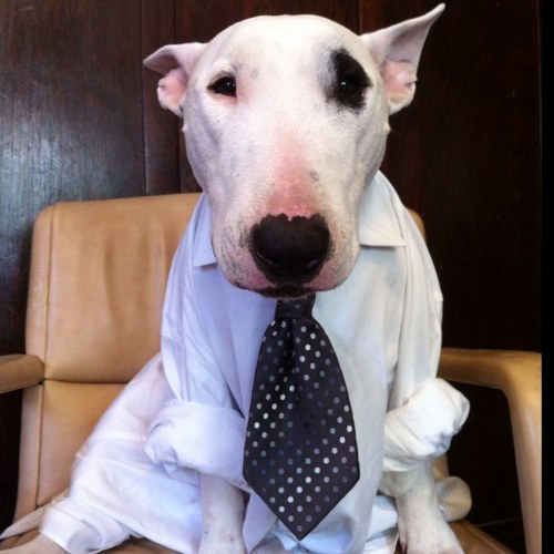 I'm a bull terrier. My name is Behemoth. I ate a whole futon once. What it is?