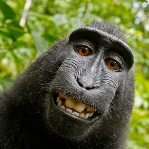 josepebettisimo's profile picture. 