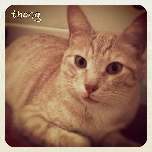 RomeoThong's profile picture. 