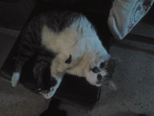 IGloriaBadia's profile picture. 