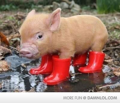 Chickapenn's profile picture. 