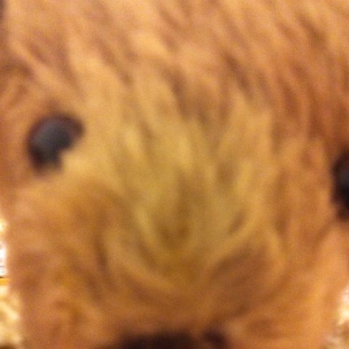 Mogura_bear's profile picture. もぐらです。くまだけど。