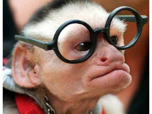 Hi im Harry. My mates call me Hazza and im a fucking Genius Monkey! #teamfollowback