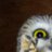 AnythingToasted's profile image