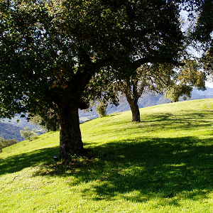 Groomed 40-Acre estate lot for sale.
Panoramic, Carmel Valley vineyard views.
Several spectacular building sites featuring extensive, sweeping meadows.