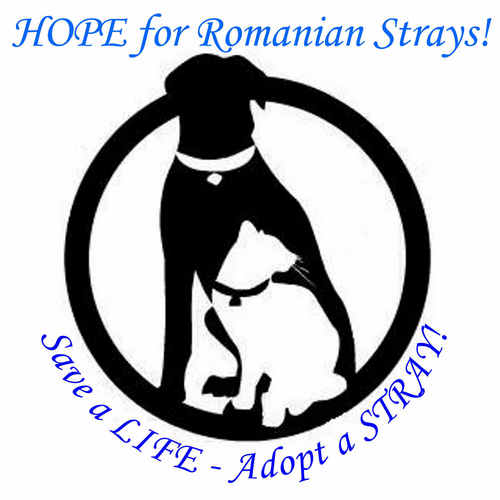 We are a small charity set up by volunteers helping the many stray dogs & cats on the streets in Romania.  For more info contact hopeforstrays@yahoo.com