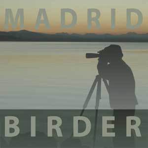 MadridBirder's profile picture. Big fan of nature, music, hard work, early mornings, brilliance and spontaneity.