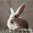 Bethany King (@psychobunny_xd) Twitter profile photo