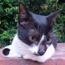 Roland Tan - @Rolandtcs - Twitter