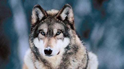 skiptate's profile picture. Husband, dad, brother, son, alpha dog, alpha cat, alpha beta fish; Last man standing in my household; Often confused; Endlessly blessed; Just plain old me.