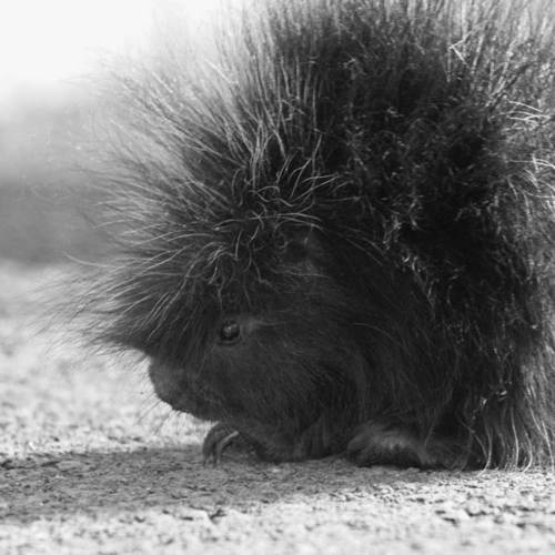 VickinAlaska's profile picture. Army and then AK Air National Guard, Commandant at Alaska Military Youth Academy. May get bossy on Occasion 🪖✌️😉 🇺🇲🙏🏁