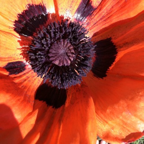 Britnini's profile picture. backpacker, adventurer, and life lover