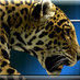 Jellick Elementary (@jellick_rusd) Twitter profile photo Jellick Elementary (@jellick_rusd) Twitter profile photo