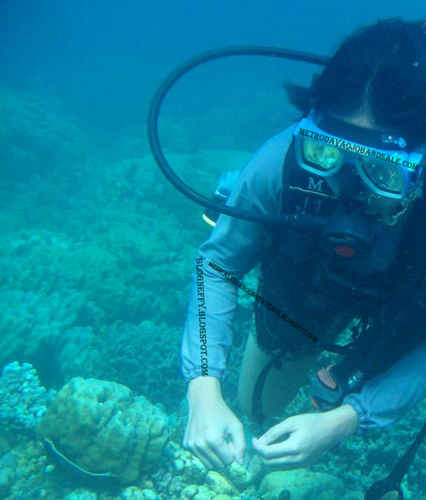 neffyjane's profile picture. https://t.co/pPaToLNlGH #intermittentfasting #skydiving #resistancetraining #coding #fullstackdevelopment