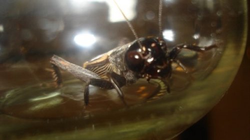 rose_intel's profile picture. floribunda