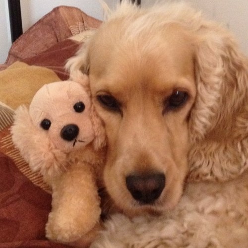 sergioFrobles's profile picture. 