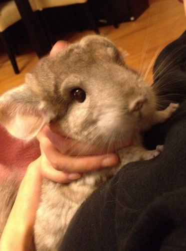 kntksnic's profile picture. 香港に住んでる日本人です。もう10年も。。。チンチラ大好きな素敵な青年でfacebookで友達少ないと感じた今日この頃です。最近涙もろくて困ってます。