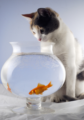 Auch Tiere brauchen eine #Haftpflichtversicherung.