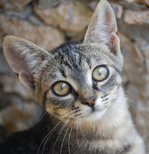 warabywaraby's profile picture. 