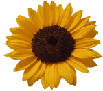 relaxandlearn's profile picture. relaxandlearn studio vacanze in Lunigiana. Learn Better English through full immersion