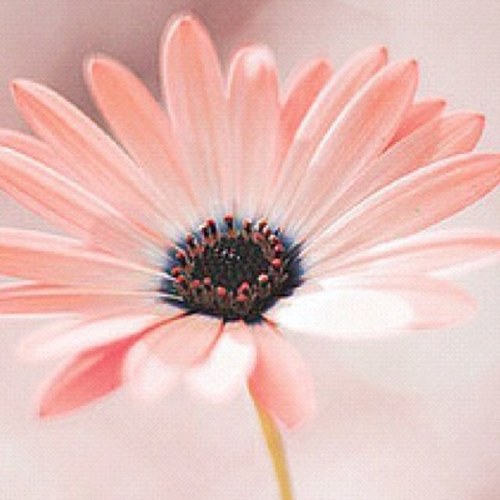 Daloola1's profile picture. 