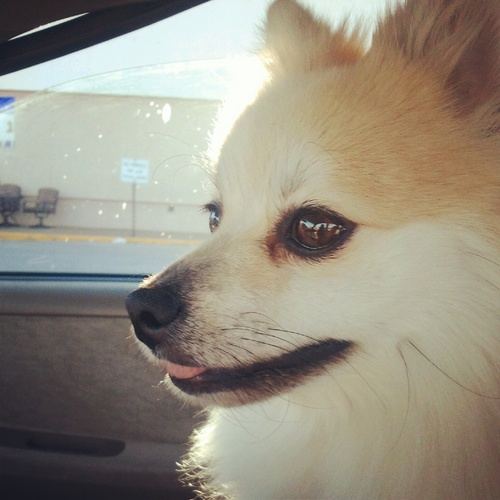 CholaBeezus's profile picture. 