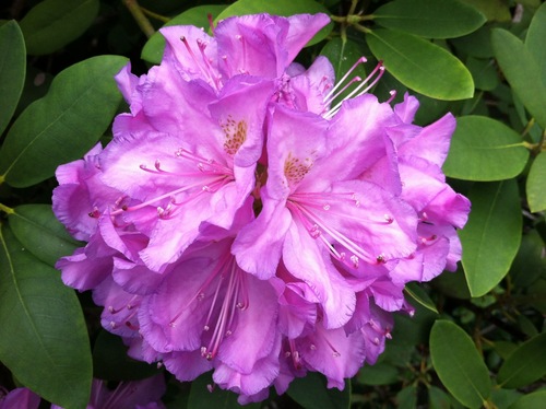 repliq100's profile picture. 