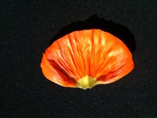 zentangel's profile picture. 