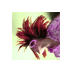June Pierson - @Badguy1kJune - Twitter