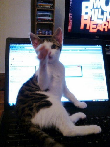 who run the world? GIRLS (and cats)