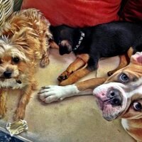Miley cyrus dogs. (@mileycyrusdogs1) 's Twitter Profile
