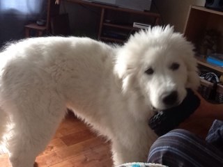 MlinaCourtois's profile picture. 