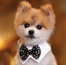 GentlemanNorman's profile picture. CEO of https://t.co/v5MB3Clr3o. Author of #HowToBeAMan. Television Personality. Lifestyle Guru. Ladies Man. Leg Man. Lover of Frank Sinatra.