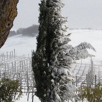 MonteRosola (@monterosola) 's Twitter Profile