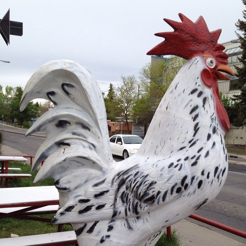 COTWCalgary's profile picture. The REAL Chicken on the Way
