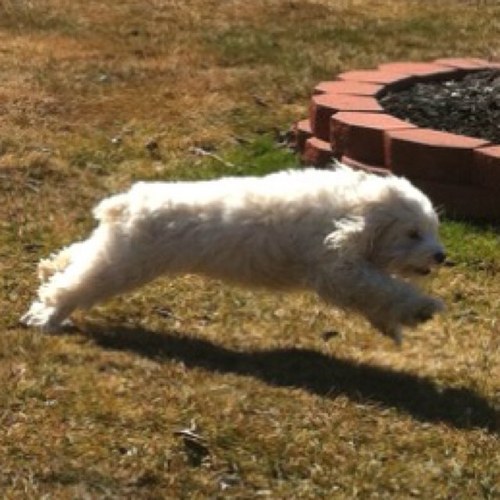 CockapooCorner's profile picture. I think Cockapoos are great dogs! I have 2, tweet about them, and post pics of them. If you want to talk about Cockapoo stuff follow me!